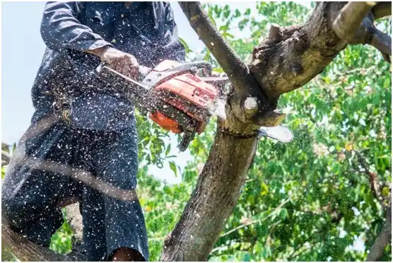 tree services Elkhart